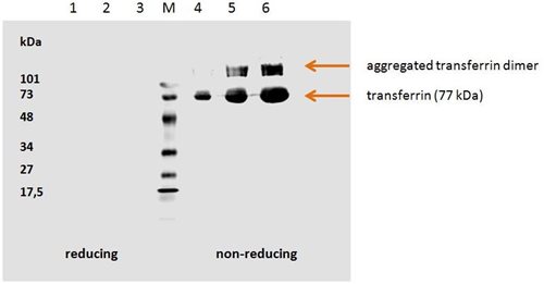 Anti-Transferrin Purified