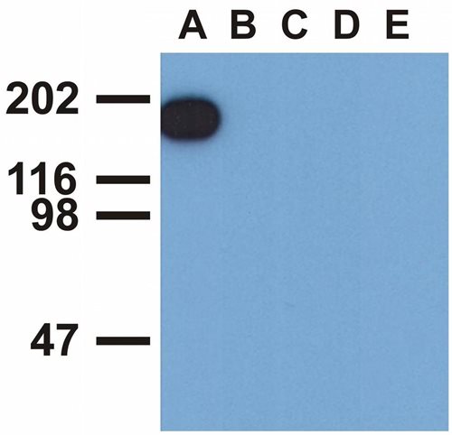 Anti-Hu EGFR (pY1173) Purified