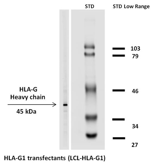 Anti-HLA-G Biotin