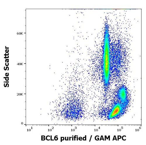 Anti-BCL6 Purified