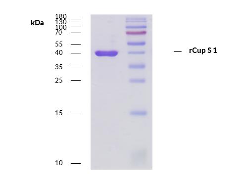 rCup s 1 (Cupressus sempervirens 1.0101)