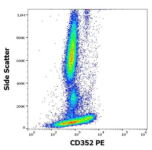 Anti-Hu CD352 PE