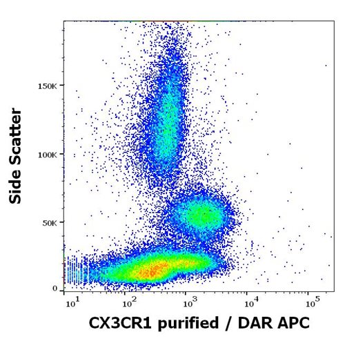 Anti-Hu CX3CR1 Purified