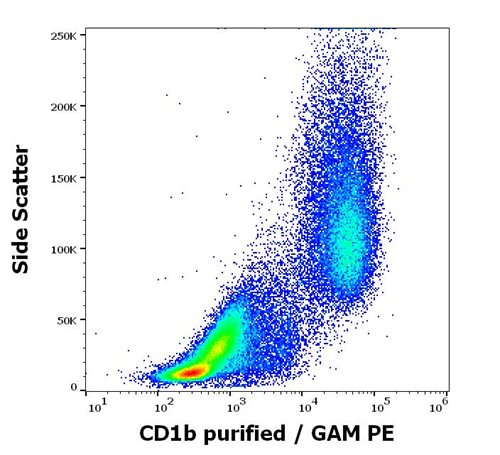 Anti-Hu CD1b Purified