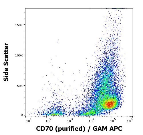 Anti-Hu CD70 Purified