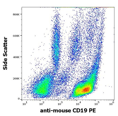 Anti-Ms CD19 PE