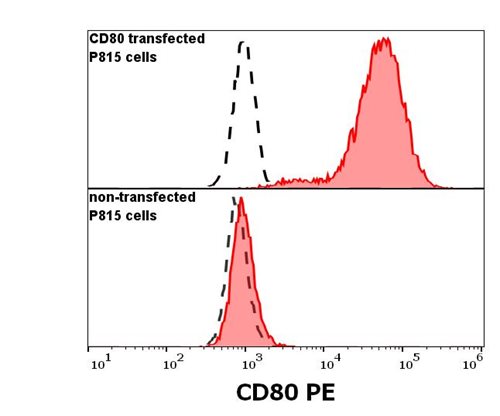Anti-Hu CD80 PE