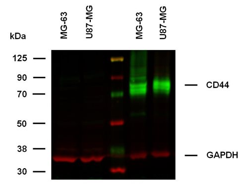 Anti-Ms CD44 Purified
