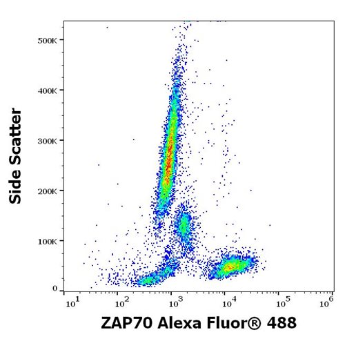 Anti-ZAP70 Alexa Fluor<sup>®</sup> 488