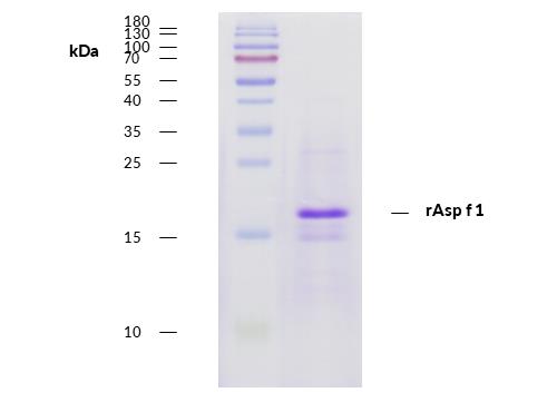 rAsp f 1 (Aspergillus fumigatus 1.0101)