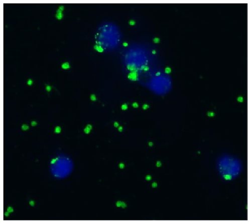 Anti-Bov CD41/CD61 Purified