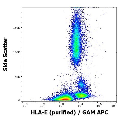 Anti-HLA-E Purified