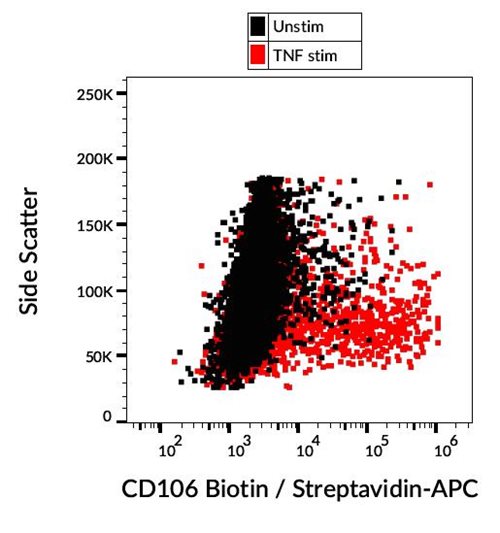 Anti-Hu CD106 Biotin