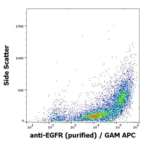 Anti-EGFR Purified