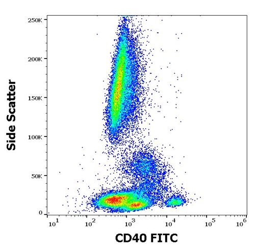 Anti-Hu CD40 FITC