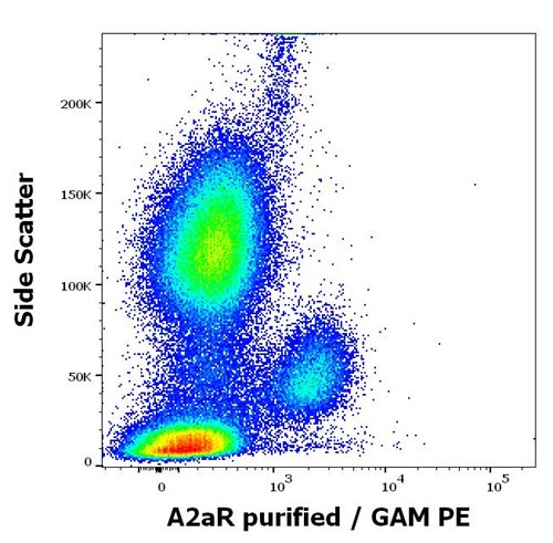 Anti-A2aR Purified