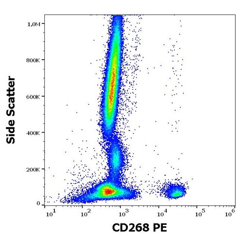 Anti-Hu CD268 PE