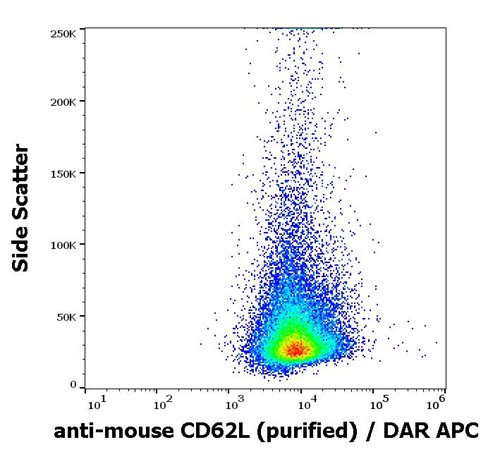 Anti-Ms CD62L Purified