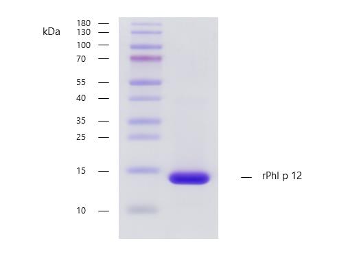 rPhl p 12 (Phleum pratense 12.0101)