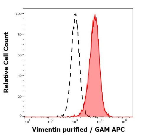 Anti-Vimentin Purified