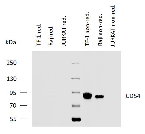 Anti-Hu CD54 Purified