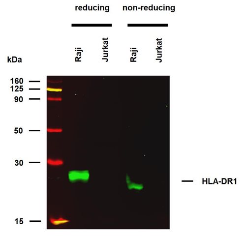 Anti-HLA-DR1 (empty) Purified