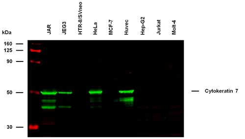 Anti-Cytokeratin 7 Purified