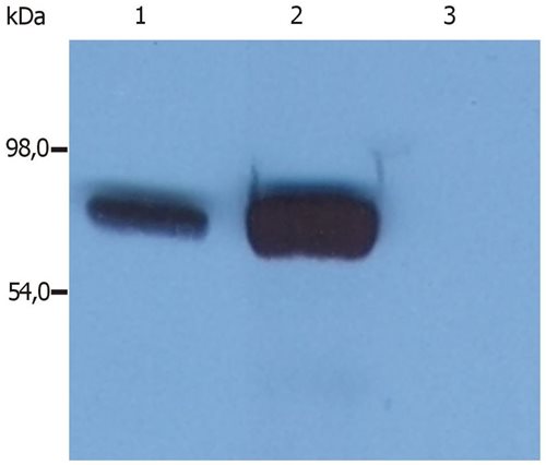 Anti-SLP76 Purified