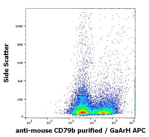 Anti-Ms CD79b Purified