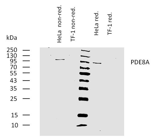 Anti-PDE8A Purified