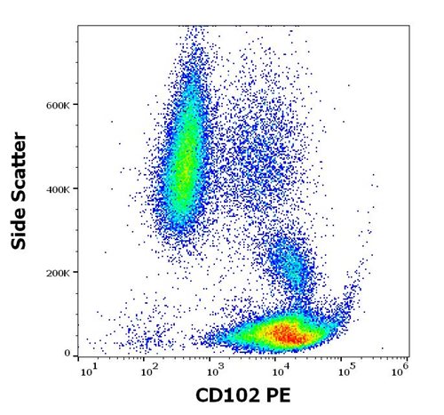 Anti-Hu CD102 PE