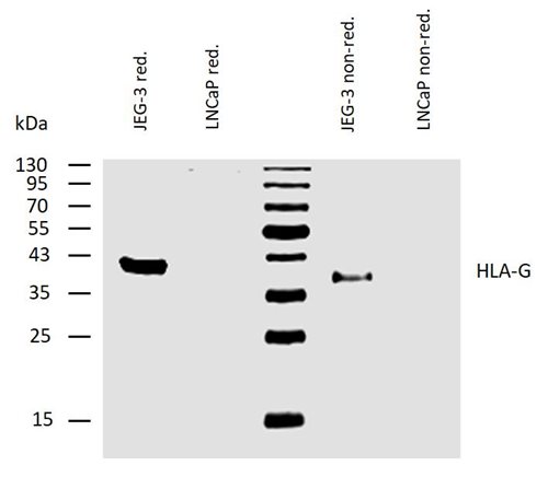 Anti-HLA-G Biotin