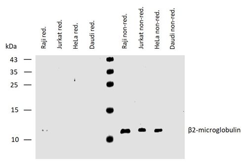 Anti-Hu beta2-Microglobulin Purified