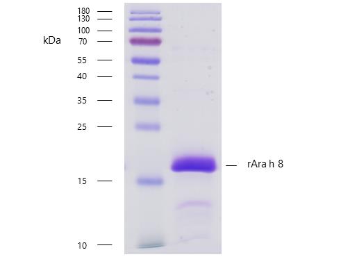 rAra h 8 (Arachis hypogaea 8.0101)