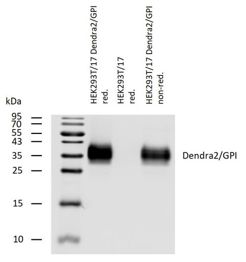 Anti-Dendra2 purified