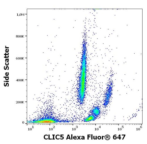 Anti-CLIC5 Alexa Fluor<sup>®</sup> 647