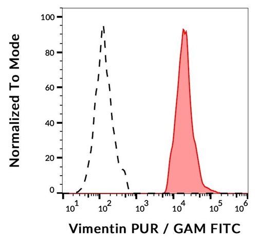 Anti-Vimentin Purified