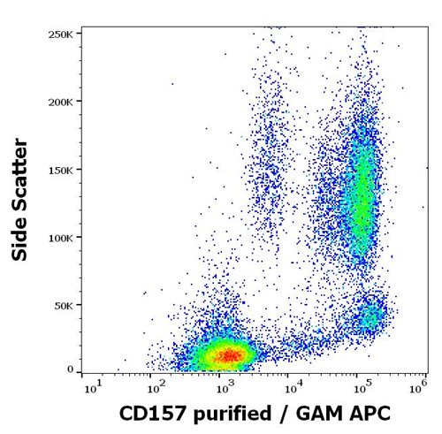 Anti-Hu CD157 Purified