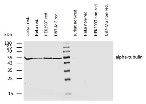 Anti-alpha-Tubulin Purified