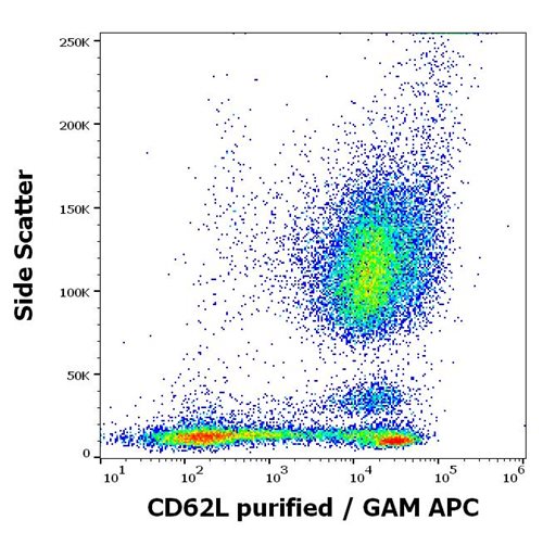 Anti-Hu CD62L Purified