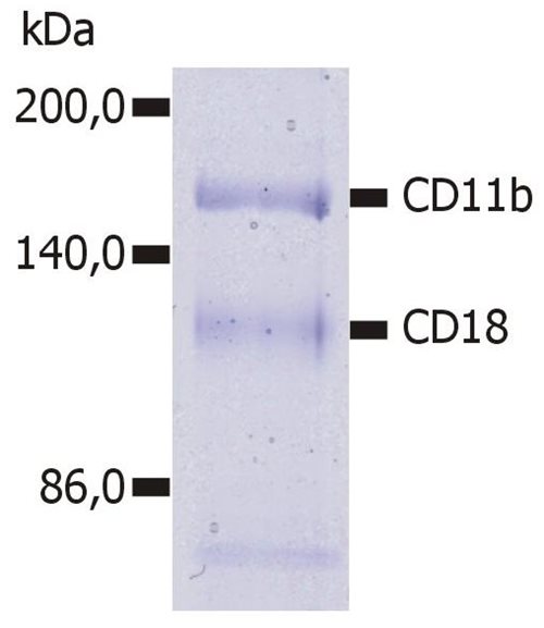 Anti-Hu CD11b Purified