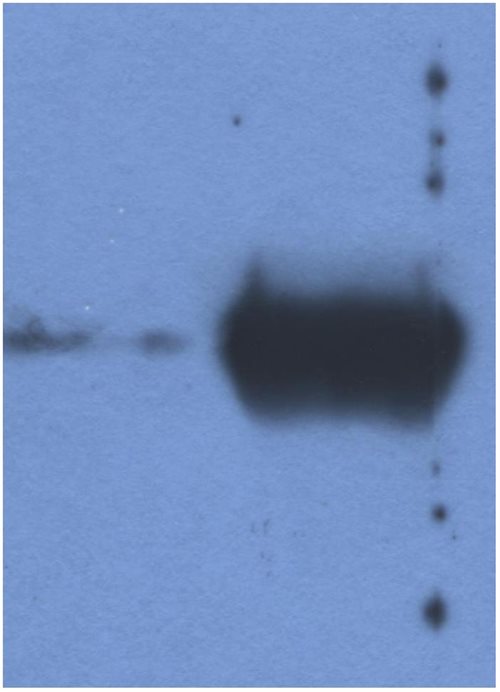 Anti-Bov Ig Light Chains Purified
