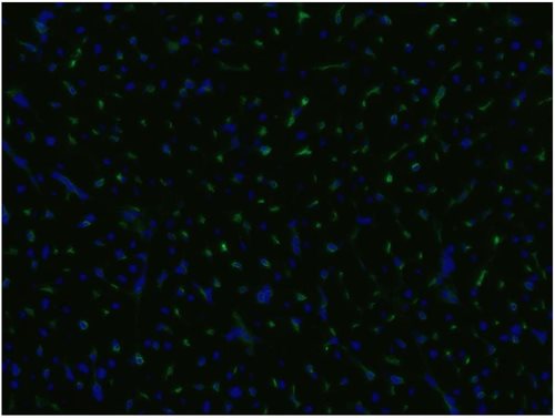 Anti-Hu CD105 Purified