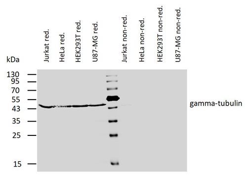 Anti-gamma-Tubulin Purified