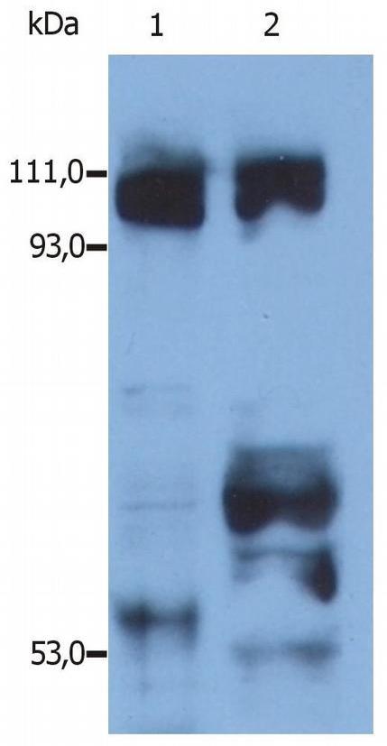 Anti-Kinesin Purified