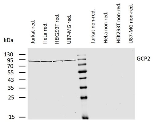 Anti-gamma-Tubulin GCP2 Purified