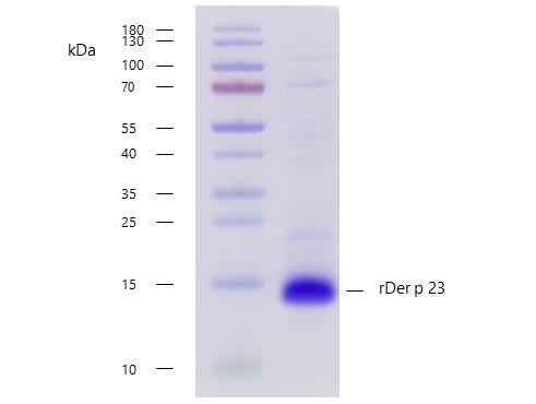 rDer p 23 (Dermatophagoides pteronyssinus 23.0101)