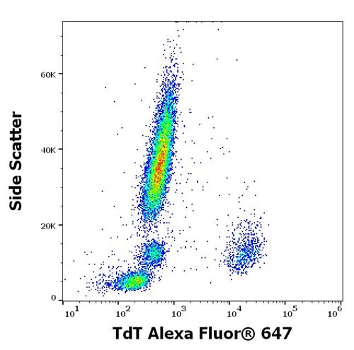 Anti-Hu TdT Alexa Fluor<sup>®</sup> 647