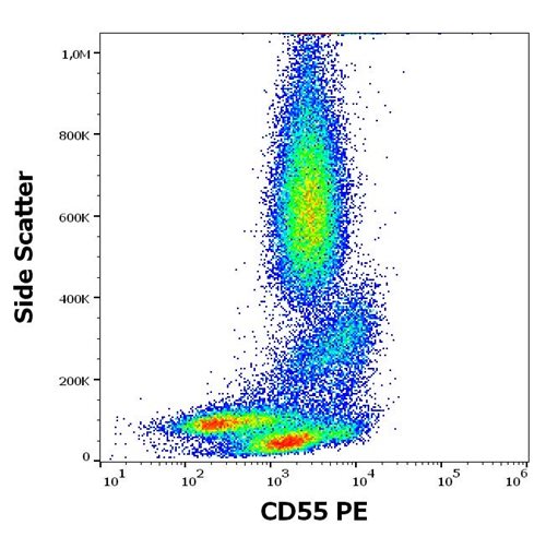 Anti-Hu CD55 PE