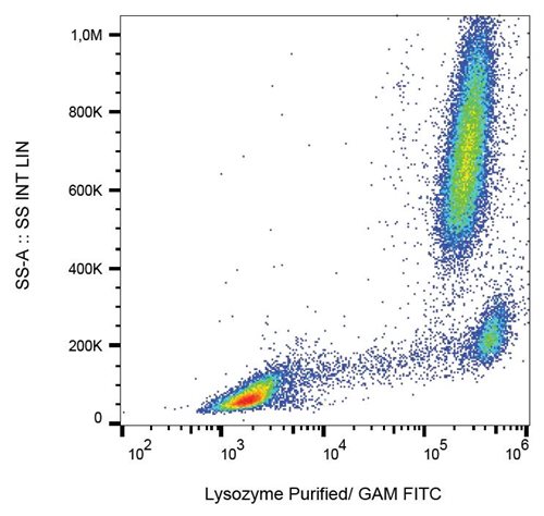 Anti-Lysozyme Purified